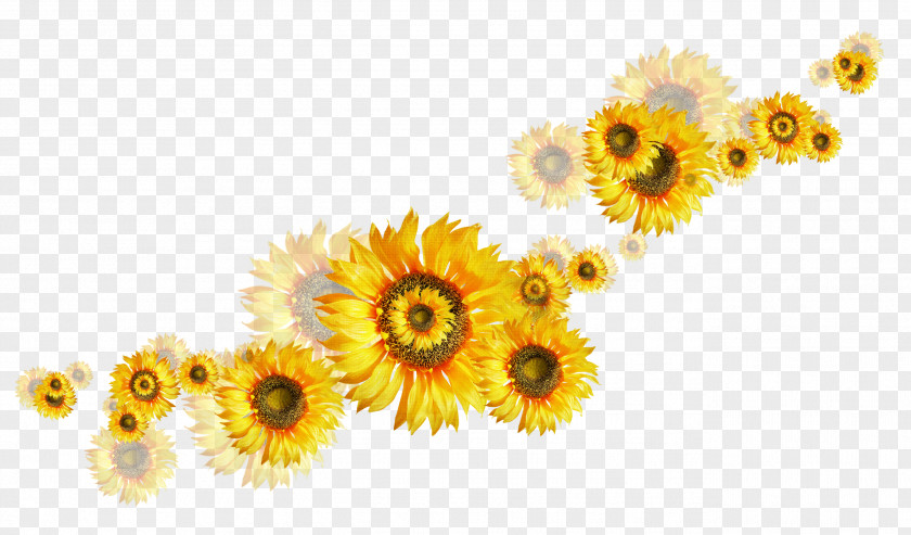 Marigold Common Sunflower Clip Art PNG