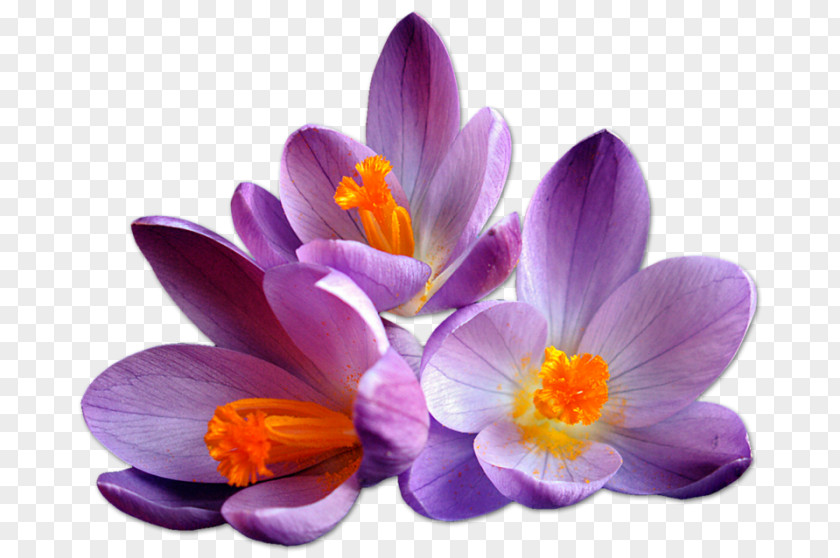 Saffron Flower Clip Art PNG