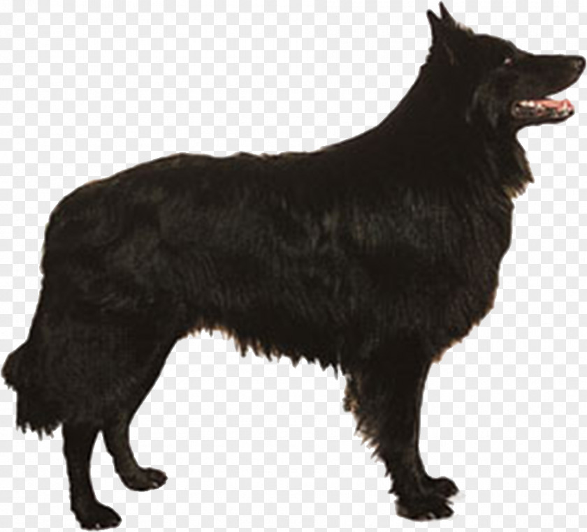 Black Dog Tervuren Malinois Schipperke Old English Sheepdog Belgian Shepherd PNG