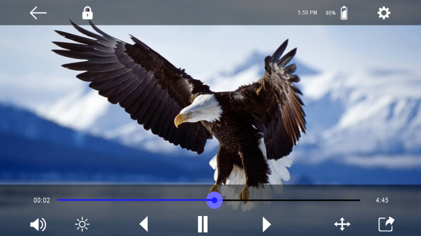 Falcon Bird Bald Eagle High-definition Television Desktop Wallpaper PNG