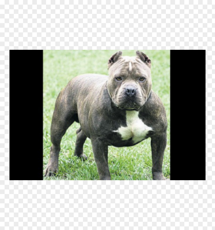 Puppy American Pit Bull Terrier Bulldog Bully Boxer PNG