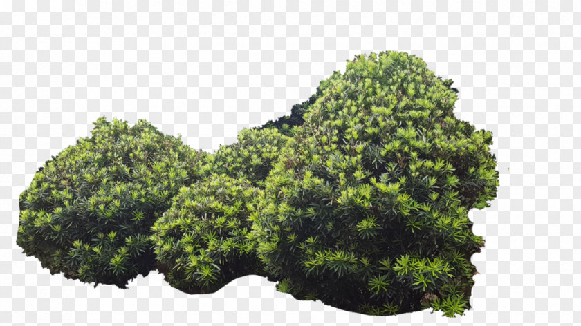 Tree Shrubland PNG