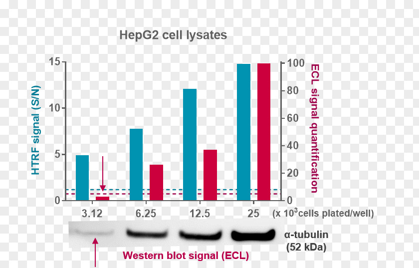 Alpha Cell Western Blot Protein Tubulin PNG