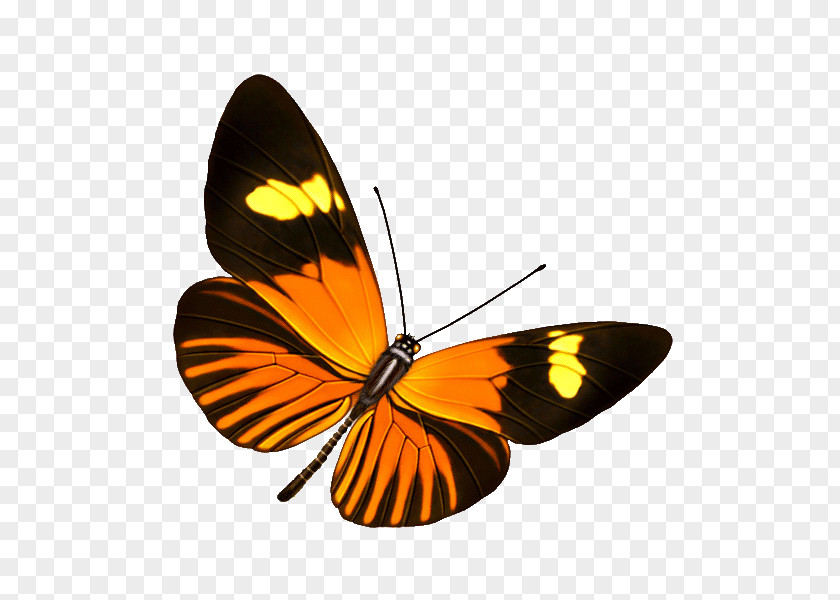 Butterfly Transparency And Translucency Information Clip Art PNG