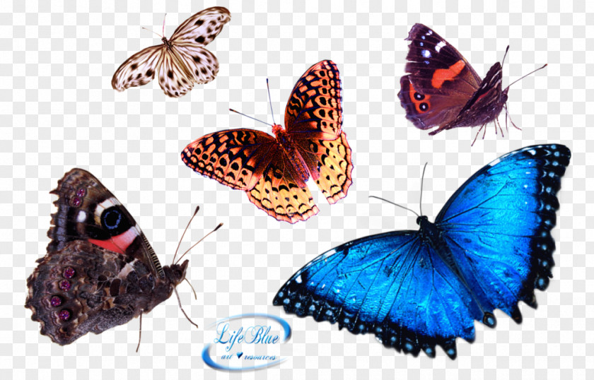 Butterfly PNG
