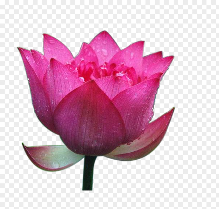 Creative Flower,Lotus Nelumbo Nucifera Computer Software PNG