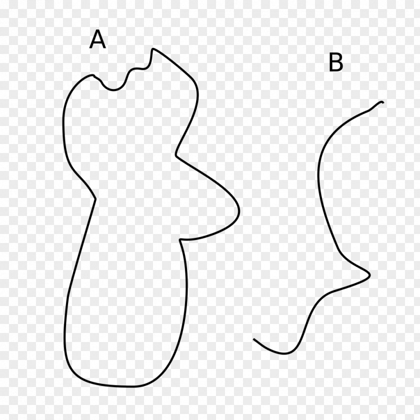 Curves Thumb Drawing /m/02csf Clip Art PNG