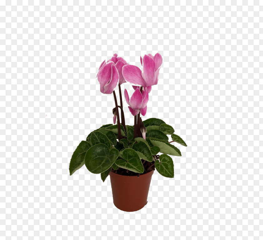 Cyclamen Latinia Purpurascens Plants Eastern Sowbread Garden Flowerpot PNG