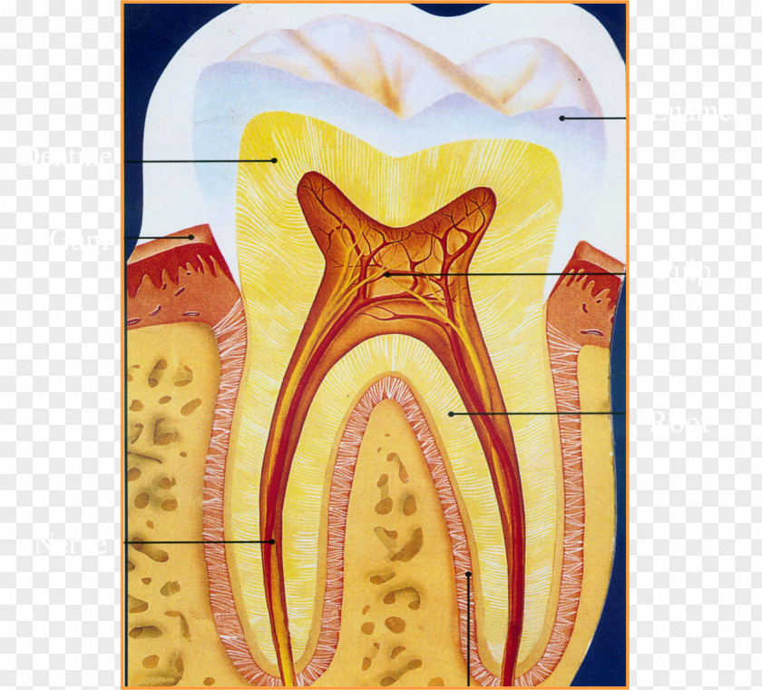 Dentist Cartoon Human Tooth Endodontic Therapy Photography PNG