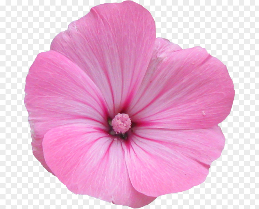 Flower Mallow Photography PNG