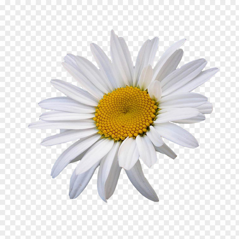 Flower Oxeye Daisy Common Chamomile Clip Art PNG