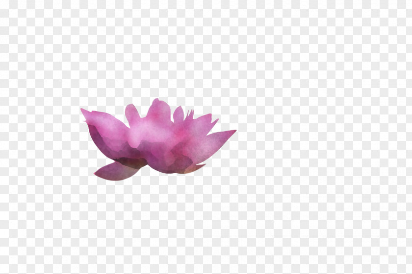 Flower Petal Lilac M Plants Science PNG