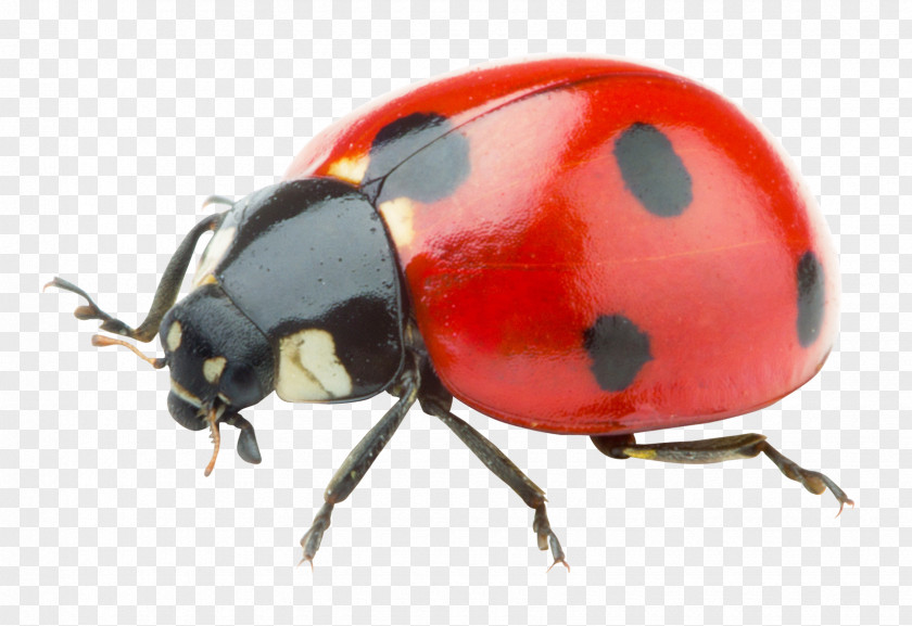 Ladybug Ladybird PNG