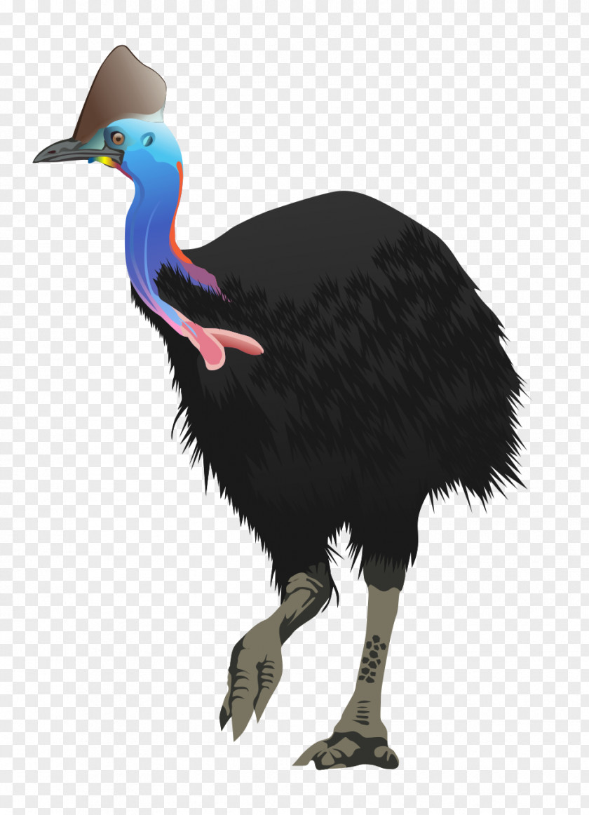 Watercolour Clipart Flightless Bird Common Ostrich Ratite Clip Art PNG