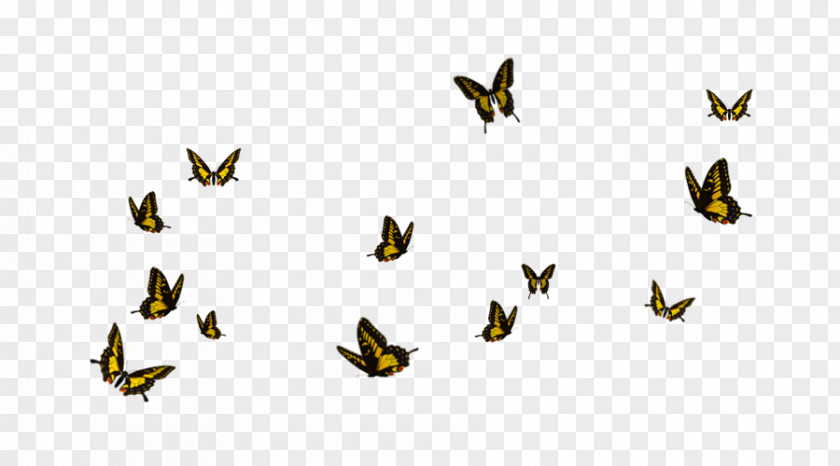 Buterfly Computer Font PNG