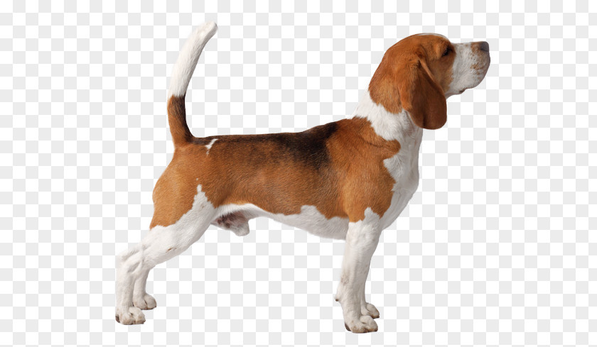 Droopy Dog Beagle-Harrier English Foxhound Grand Anglo-Français Tricolore American PNG