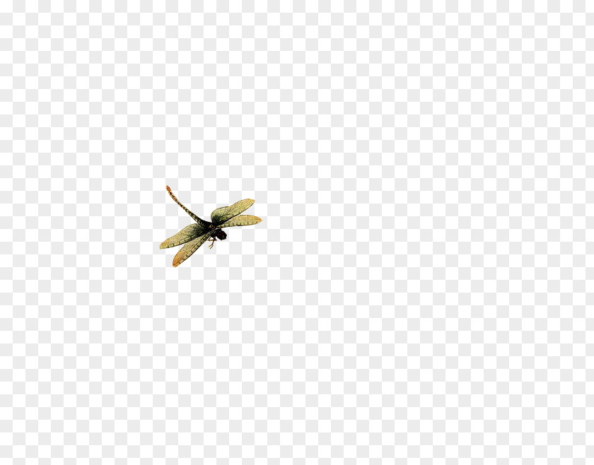 Flying Dragonfly Material Without Matting Insect Yellow Membrane Pattern PNG
