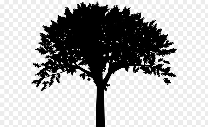 Silhouette Tree Clip Art PNG