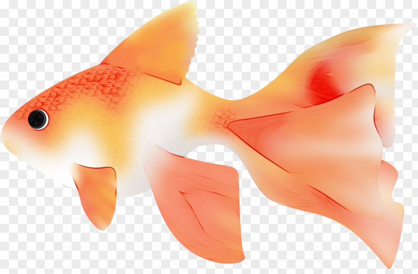 Snapper Tail Orange PNG
