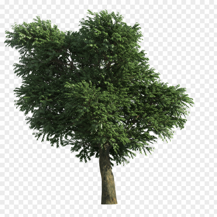 Tree Stone Pine PNG