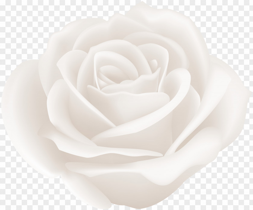 White Rose Centifolia Roses Cut Flowers Garden Rosaceae PNG