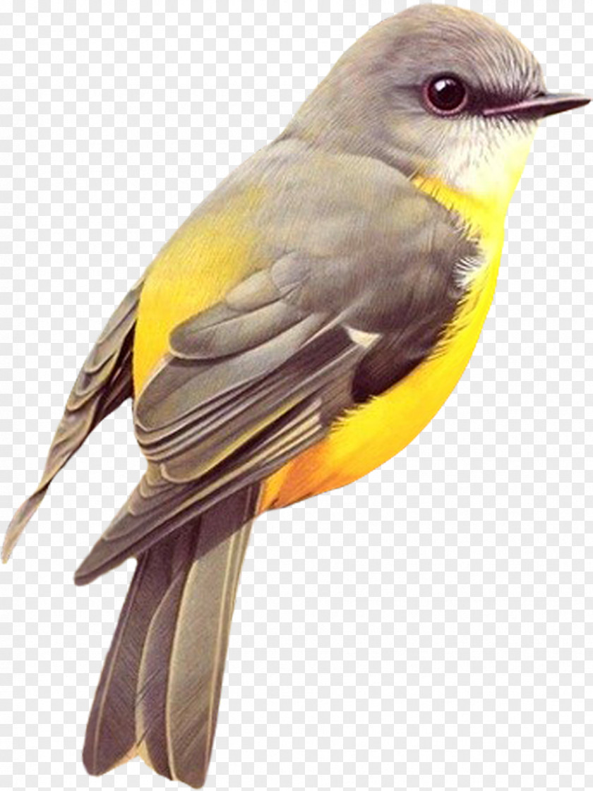 Bird Oregon Birds Red-tailed Hawk New World Warbler PNG