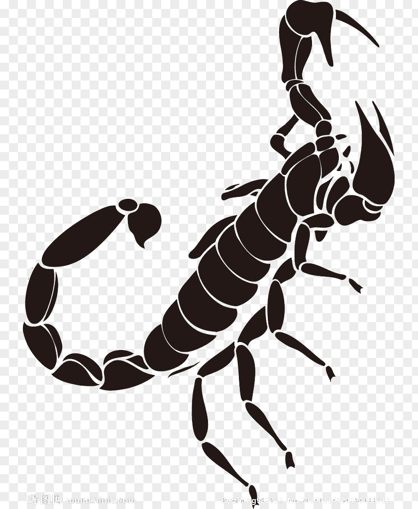 Black Scorpion Tattoo Pattern PNG
