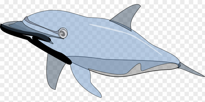 Blue Dolphin Free Content Clip Art PNG