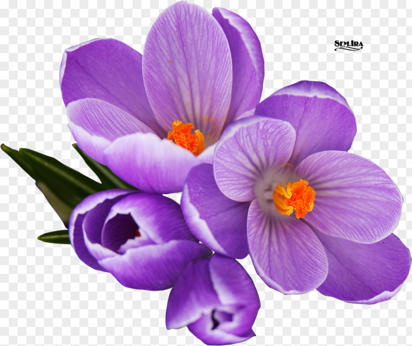 Shawdowbox Purple 3d Flowers Crocus Clip Art Vector Graphics Image PNG