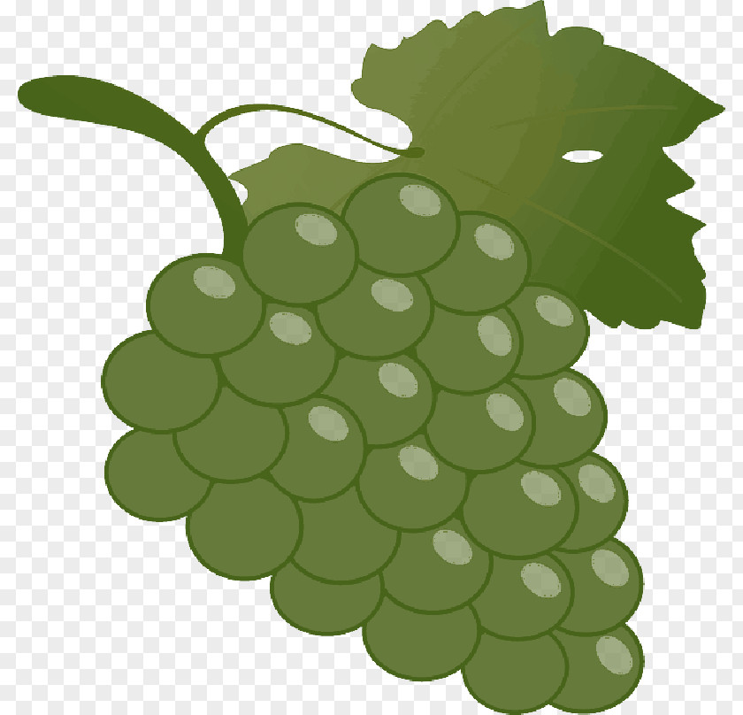 Common Grape Vine Clip Art Transparency PNG
