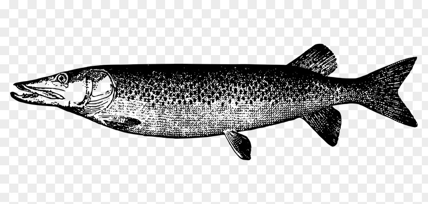 Fishing Muskellunge Clip Art PNG
