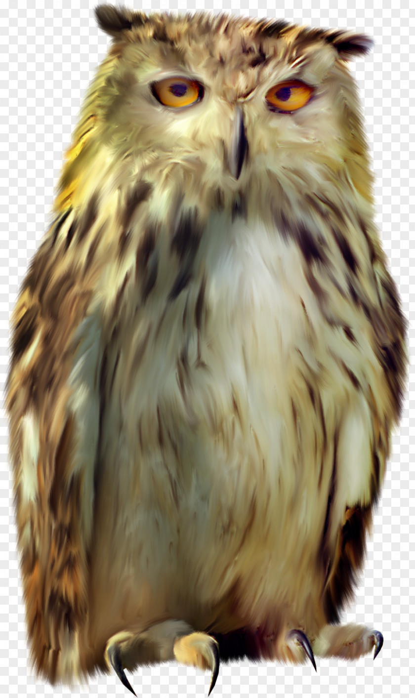 Owl Tawny Bird Icon PNG
