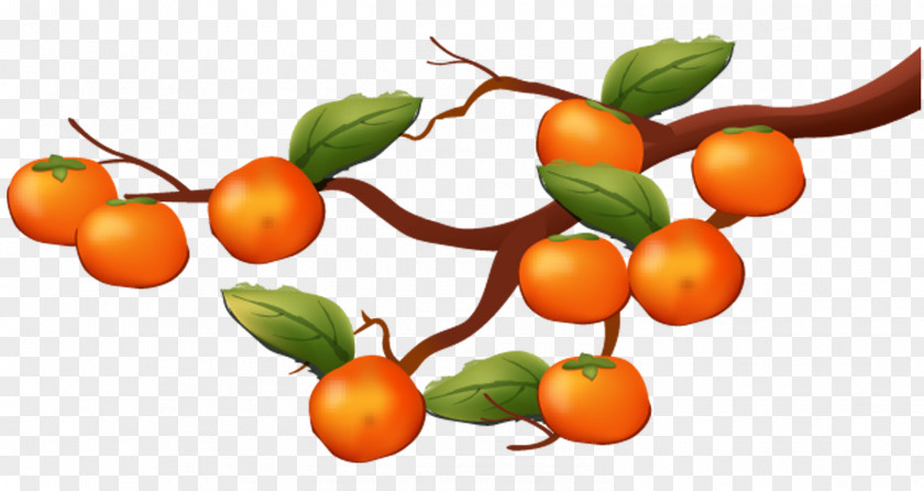 Painted Persimmon Tree Japanese Clementine Food PNG