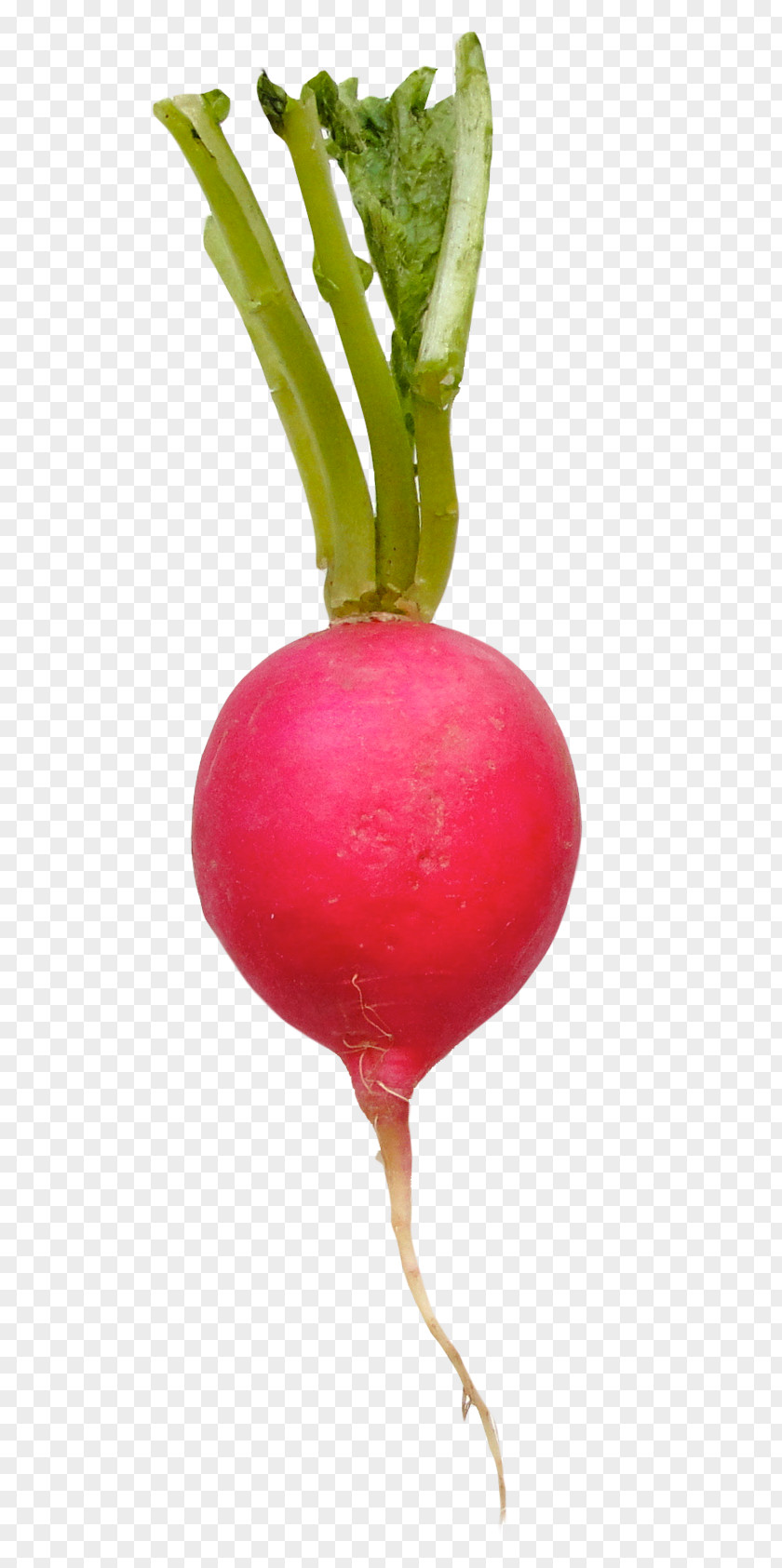 Radish Daikon Vegetable PNG