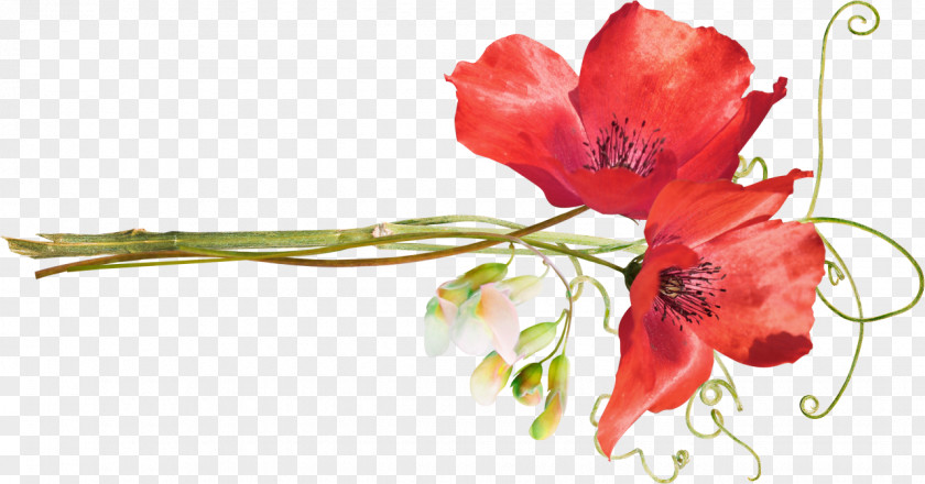 Watercolor Flowers Poppy Flower Clip Art PNG