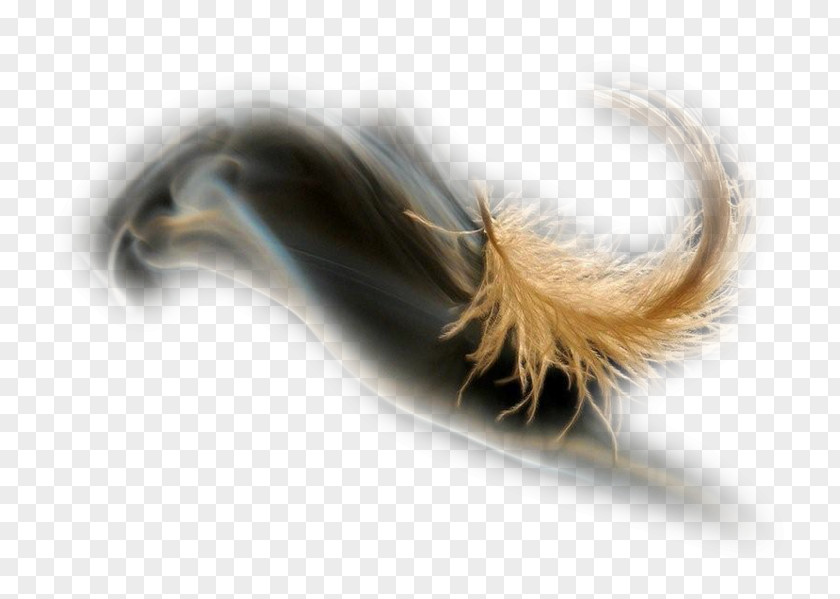 Diffuser Filigree Feather Invertebrate Tail PNG