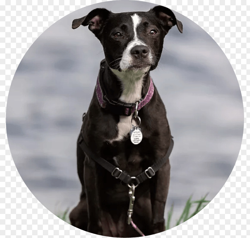 Dog Mom Breed Pit Bull Borador Sporting Group Collar PNG