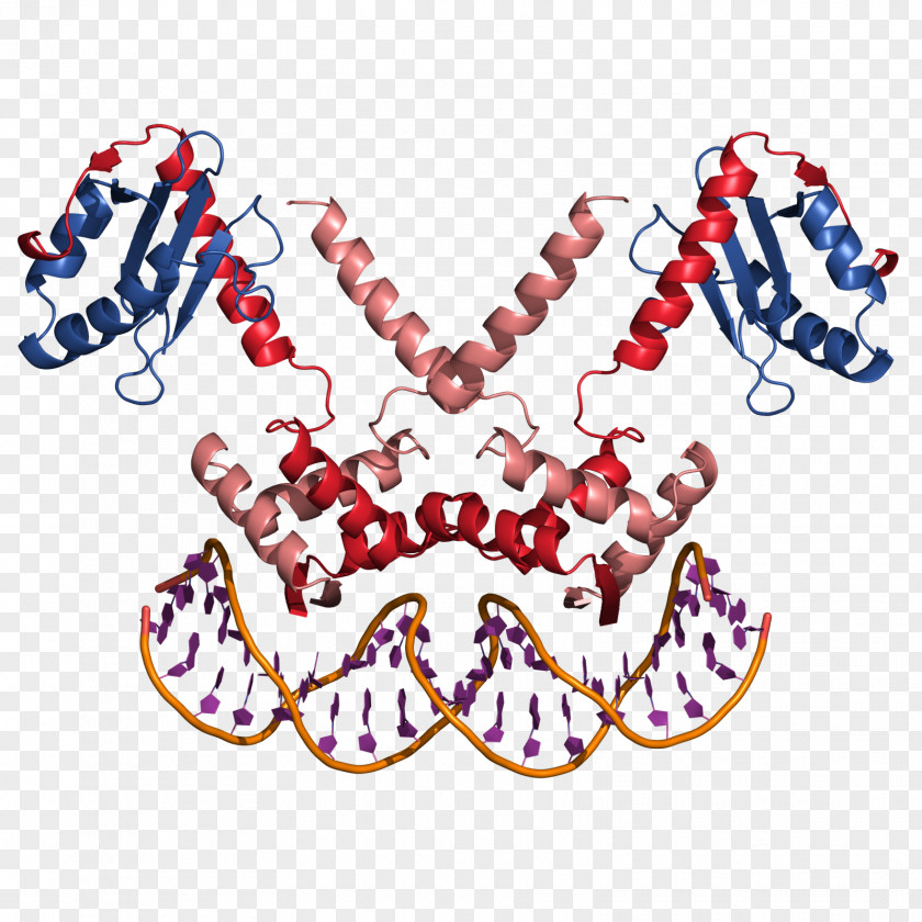 E Coli Cartoon DNA Operator E. Transcription Clip Art PNG
