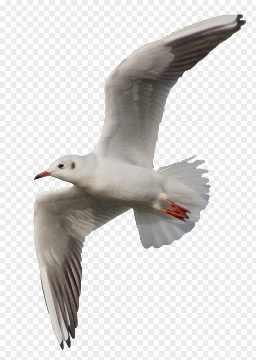 Gull Bird Ivory Gulls Laridae PNG