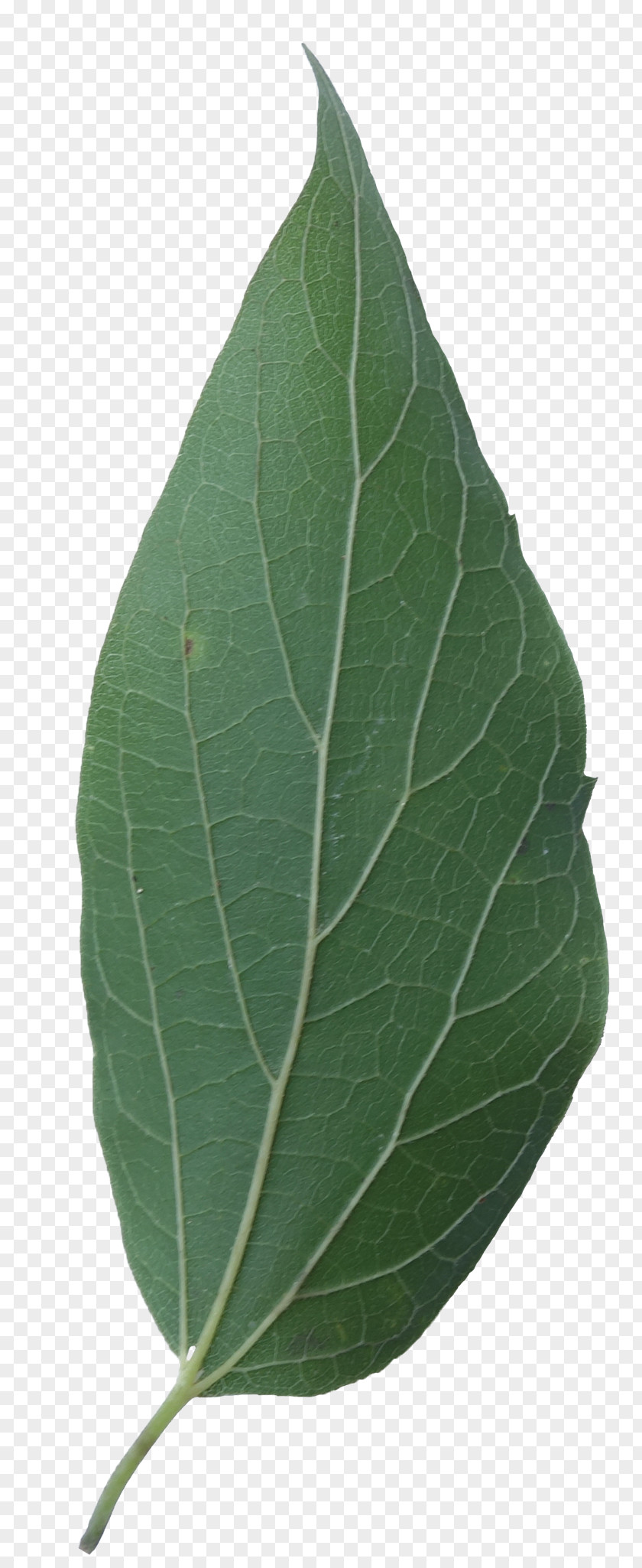 Hackberry Celtis Occidentalis Leaf Sugarberry Tree Eastern Cottonwood PNG