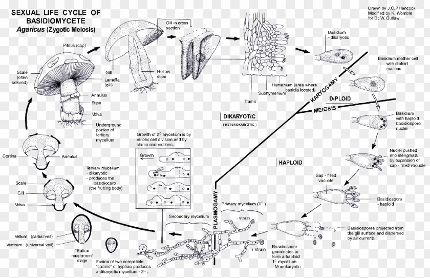 Mushroom Basidiomycota Biological Life Cycle Mycorrhiza Fungus PNG