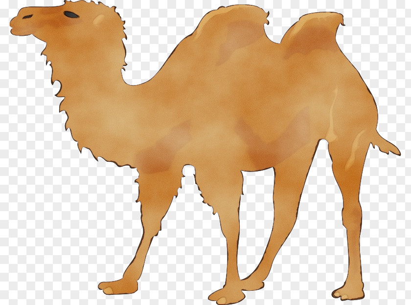 Openclipart Silhouette Transparency Dromedary Drawing PNG