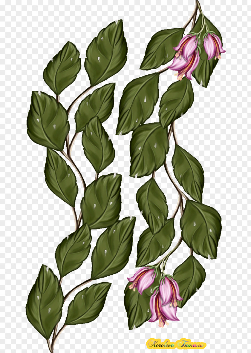 PAINTED LEAVES Flower Plant Stem Leaf PNG