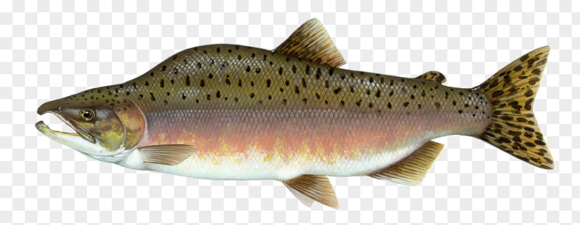 Pink Salmon Chinook Coho Fish PNG