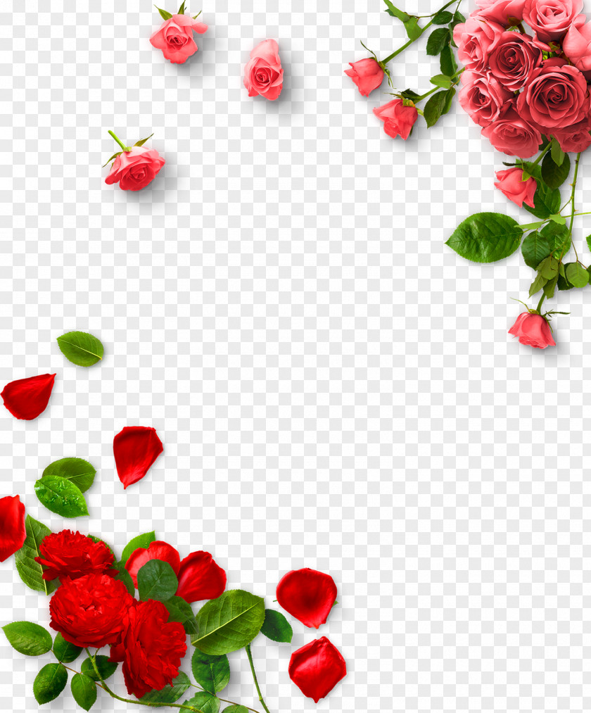 Rose Garden Roses Valentines Day PNG