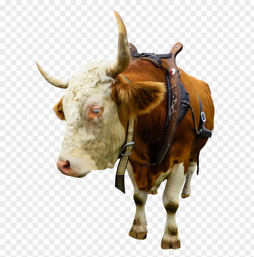 Goat English Longhorn Texas Highland Cattle Ox Angus PNG