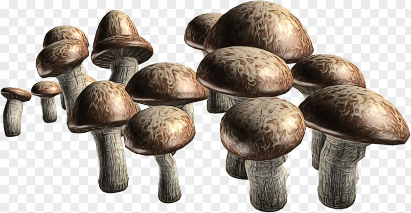 Oyster Mushroom Pleurotus Eryngii Cartoon PNG
