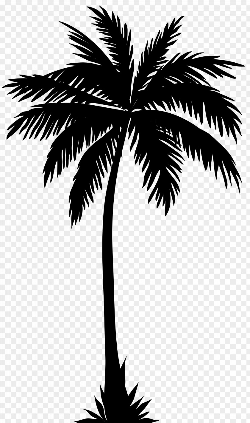 Palm Tree Silhouette Clip Art Image Arecaceae PNG