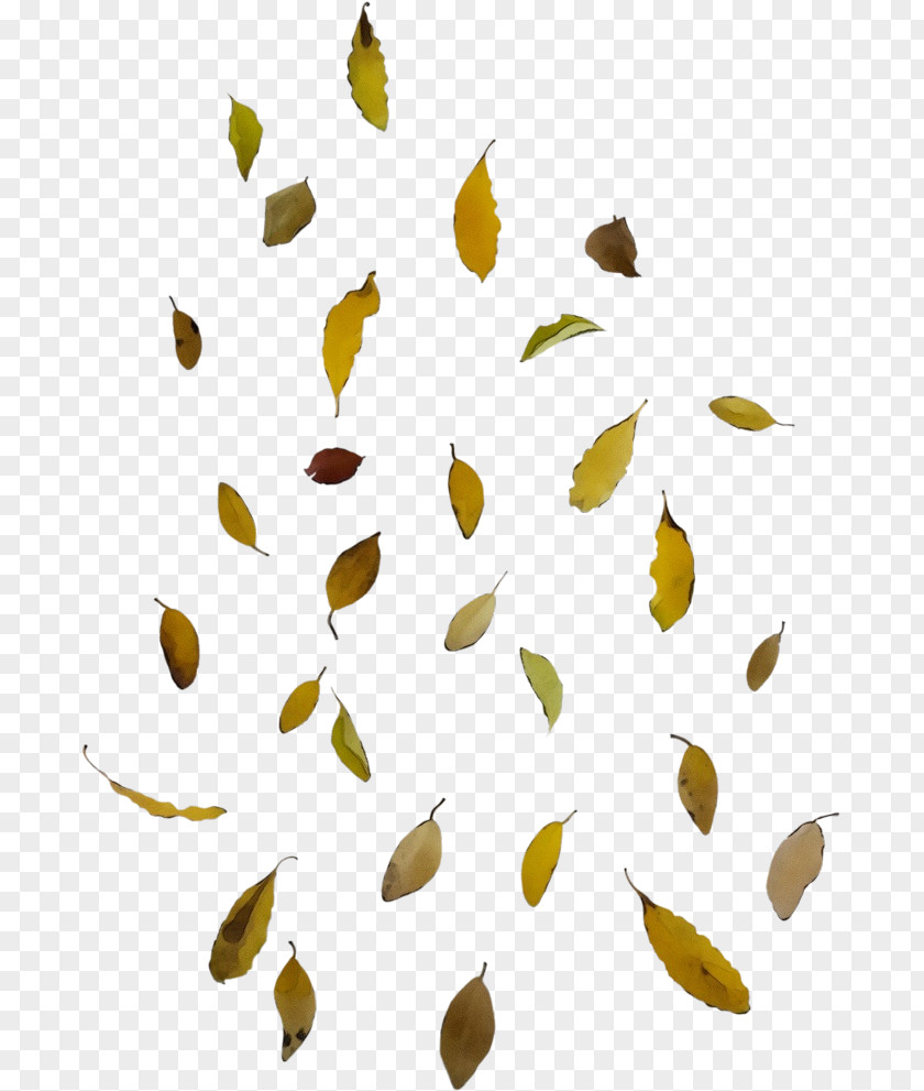 Plant Leaf PNG