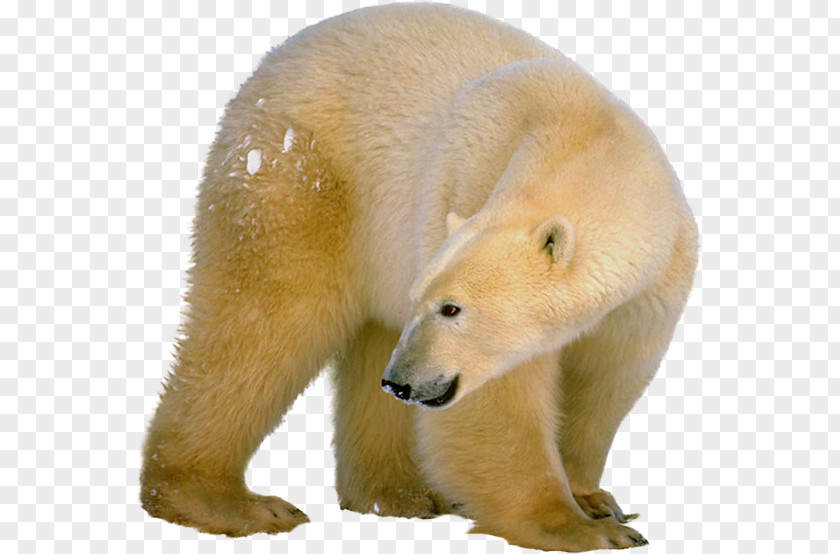 Polar White Bear Brown Clip Art PNG